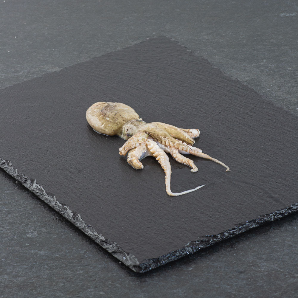 Babybläckfisk 1 kg – 20/40 små bläckfiskar. Delikatesser klara för tillagning, perfekt till tapas och medelhavsrätter.